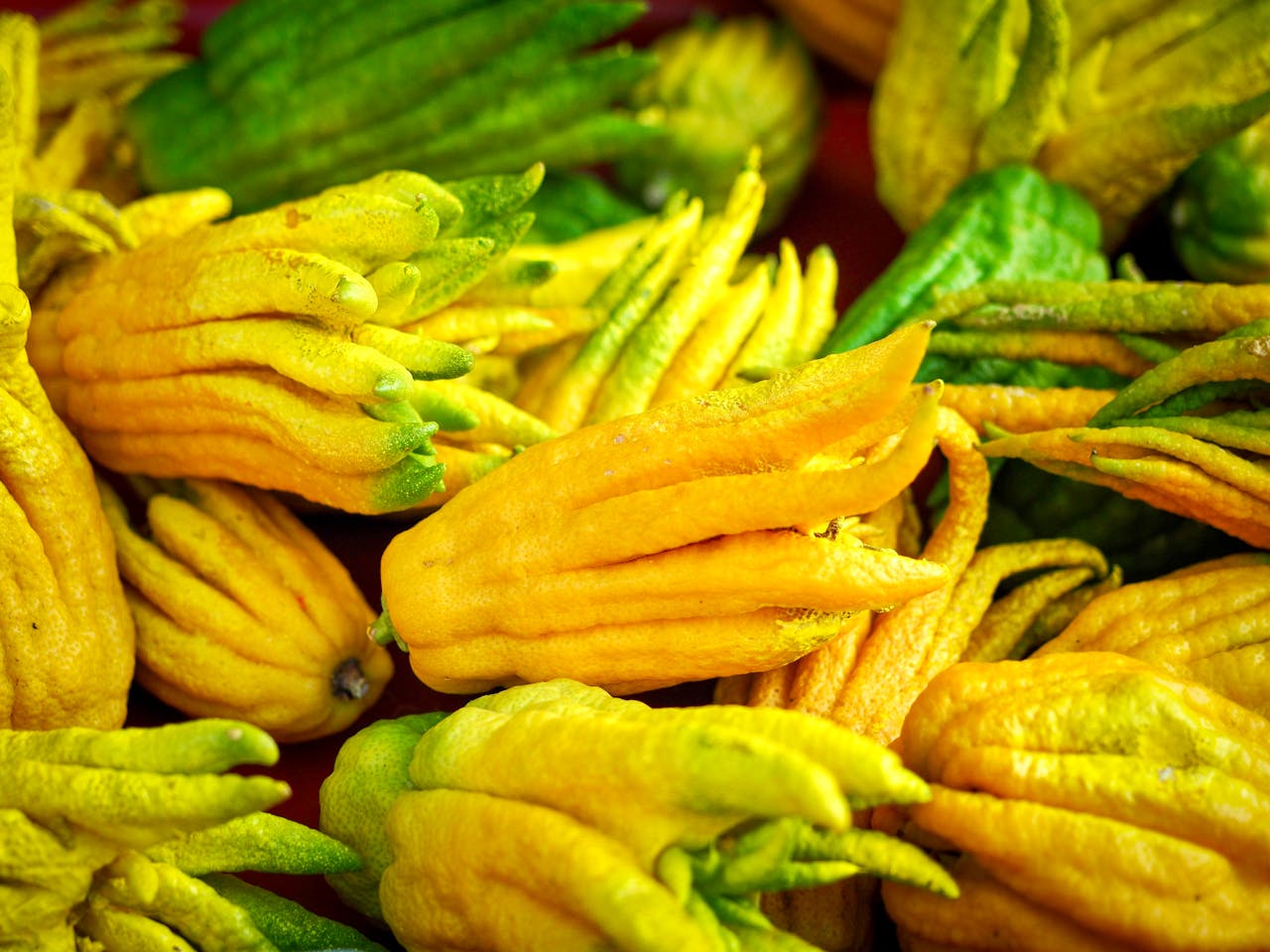 about-img Vivid yellow and green Buddha's Hand citron fruits displayed in abundance.