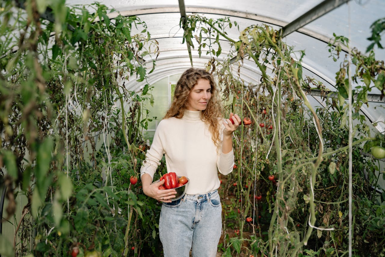 The Art of Drawing Readers In: Your attractive post title goes here Caucasian woman picking ripe red bell peppers in a greenhouse during harvest season.